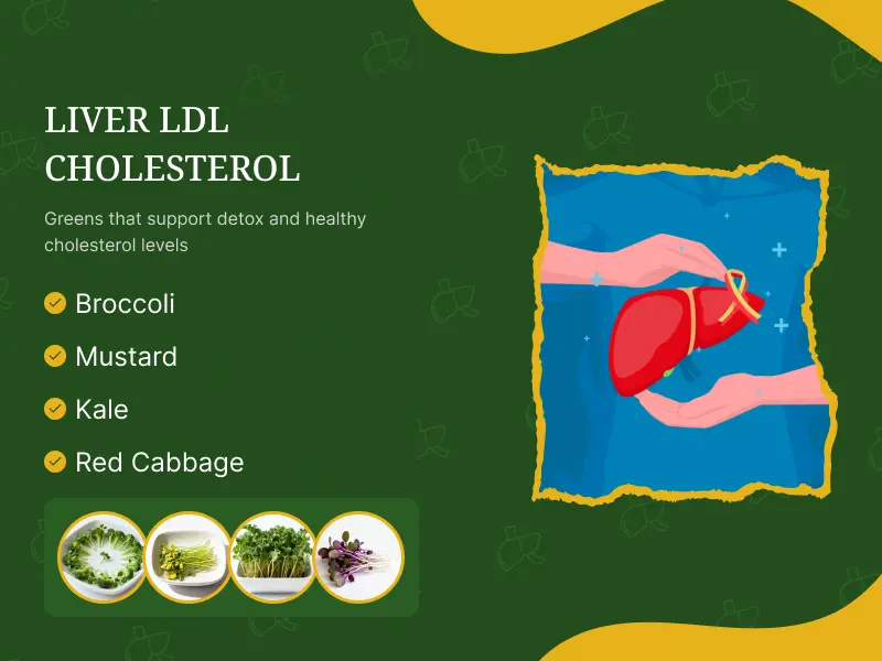 Support Liver & LDL Cholesterol