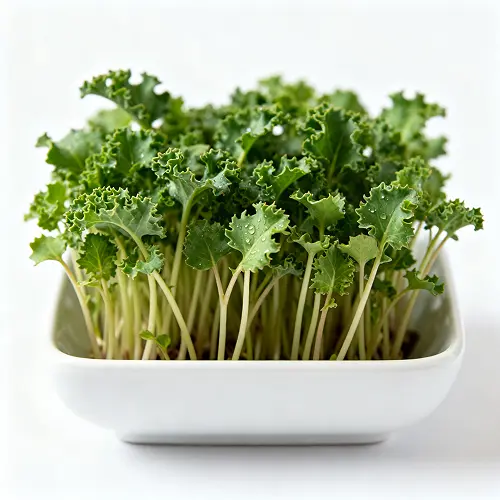 Kale Microgreens