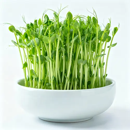 Pea Shoots Microgreens