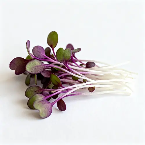Red Cabbage Microgreens